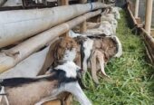 Kambing Jawa randu dan Peranakan