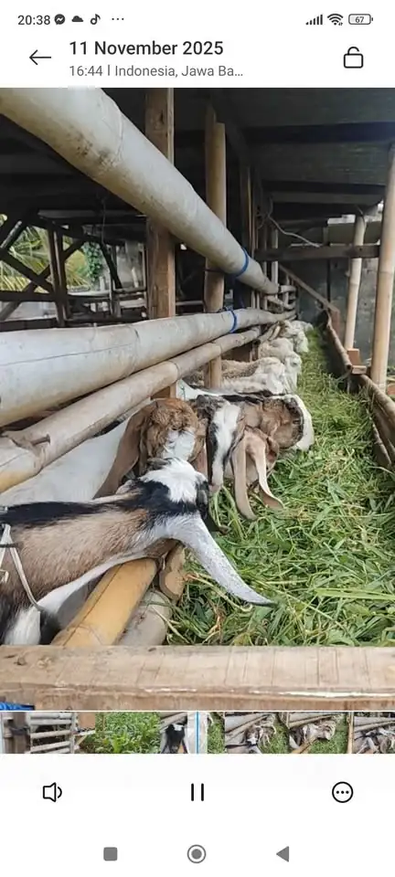 Kambing Jawa randu dan Peranakan
