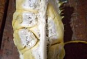 Durian asli trangkil Gunungpati