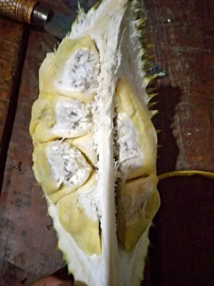 Durian asli trangkil Gunungpati