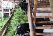 Kambing Jawa randu dan Peranakan