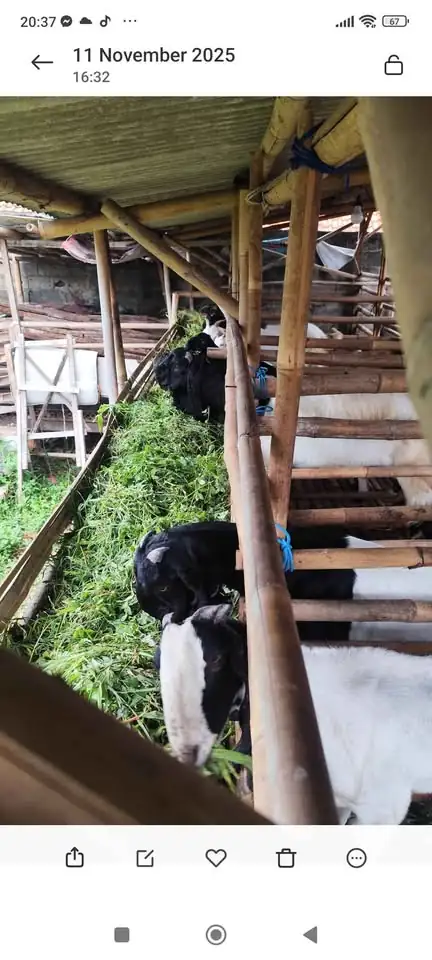 Kambing Jawa randu dan Peranakan