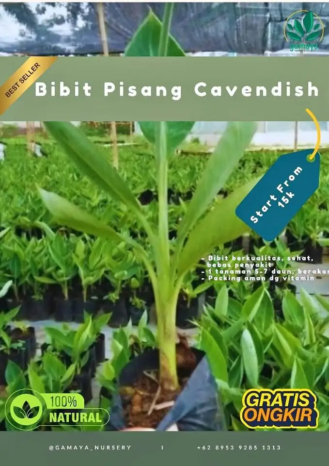 Bibit Pisang Cavendish Sehat & Tahan Hama | Cocok untuk Kebun & Pot