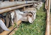 Kambing Jawa randu dan Peranakan