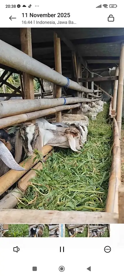 Kambing Jawa randu dan Peranakan