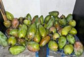 Mangga Kiojay