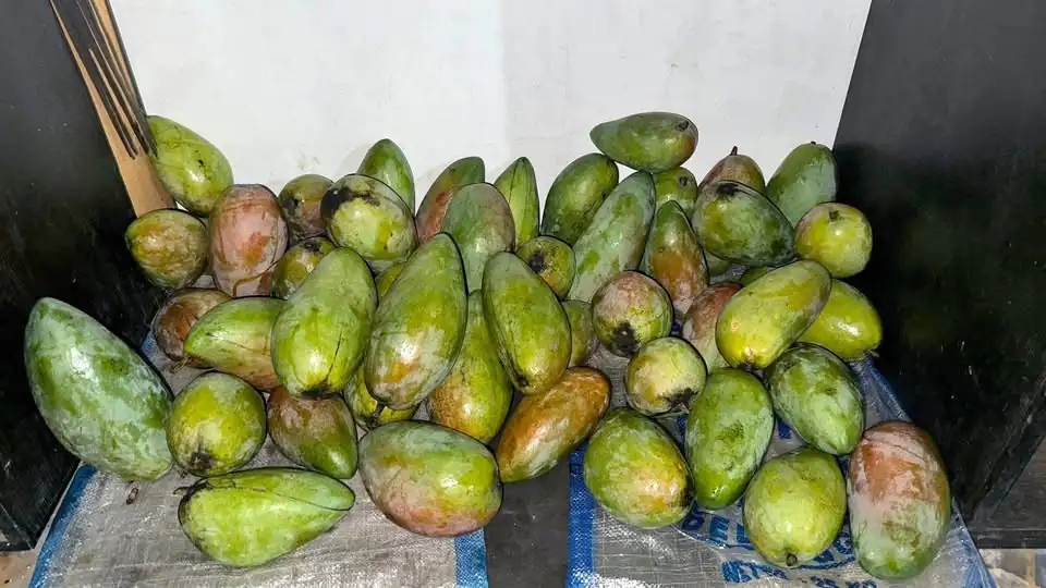 Mangga Kiojay