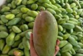 Mangga kiojay mengkal ready