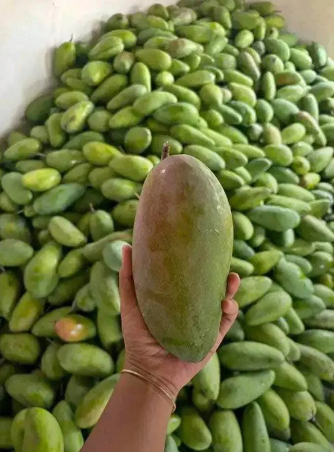 Mangga kiojay mengkal ready