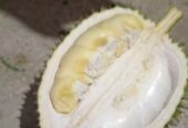 Durian asli trangkil Gunungpati