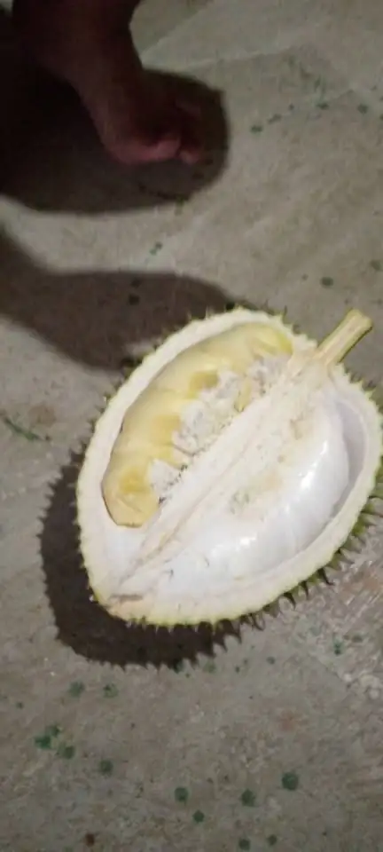 Durian asli trangkil Gunungpati