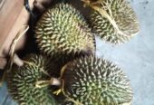 Durian asli trangkil Gunungpati