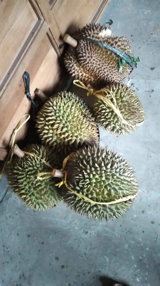 Durian asli trangkil Gunungpati