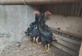 Ayam Bangkok Betina Umur 4bln
