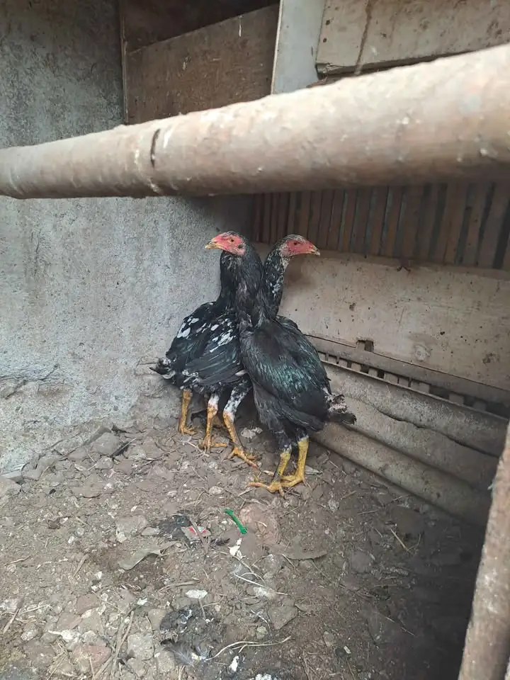 Ayam Bangkok Betina Umur 4bln