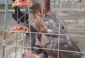 Ayam Bangkok Betina Umur 4bln
