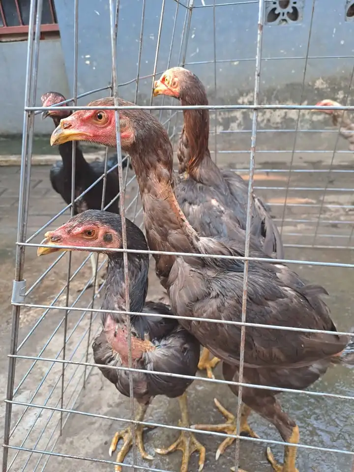 Ayam Bangkok Betina Umur 4bln