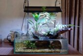Aquarium aquascape shallow tank