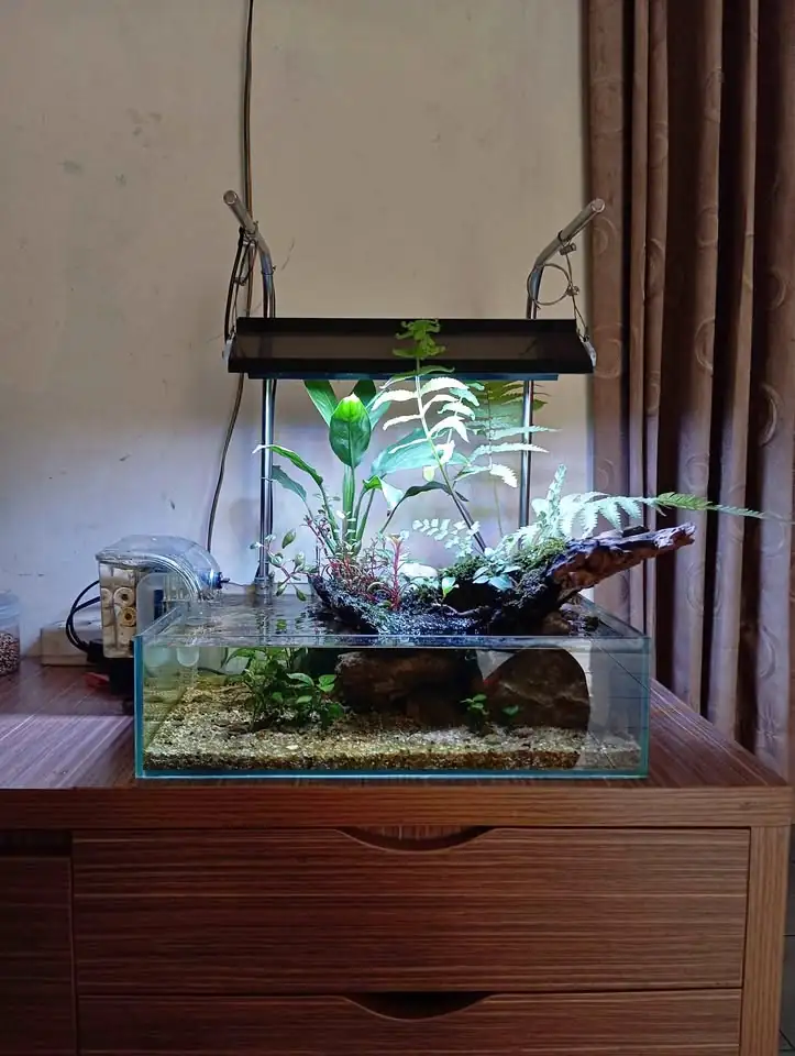 Aquarium aquascape shallow tank