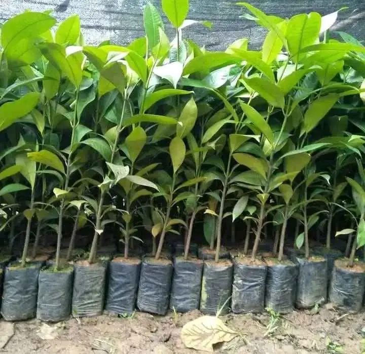 Bibit Manggis Sambung Pucuk Cepat Berbuah