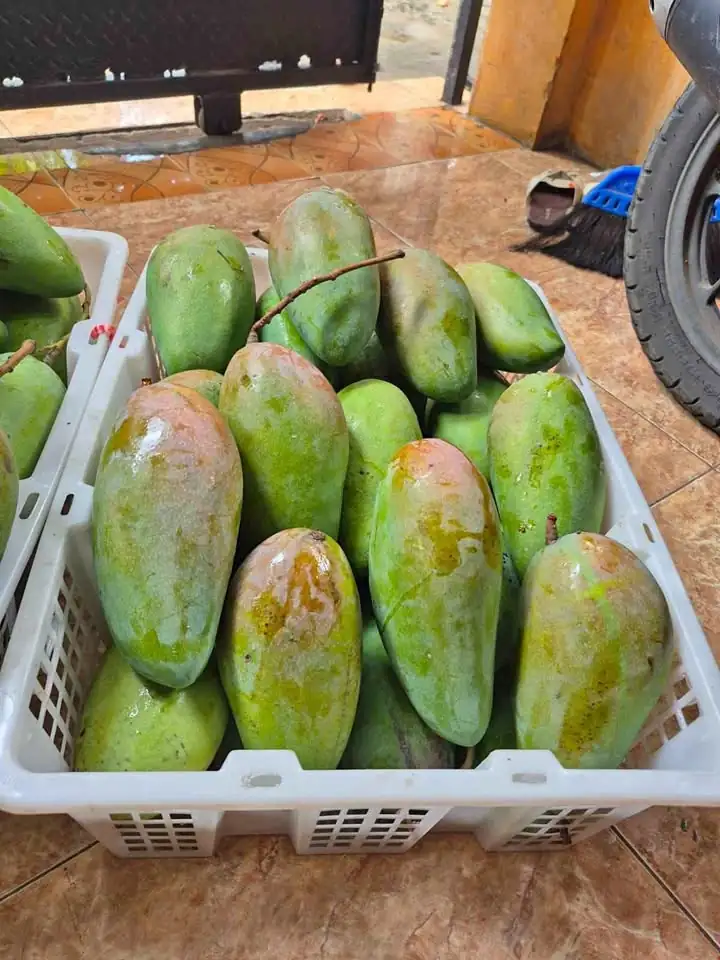 Mangga Kiojay Grosiran Balaraja