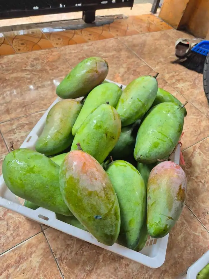 Mangga Kiojay Grosiran Balaraja