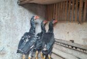 Ayam Bangkok Betina Umur 4bln