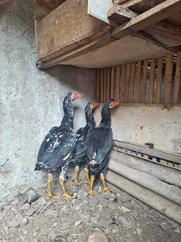 Ayam Bangkok Betina Umur 4bln