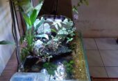 Aquarium aquascape shallow tank