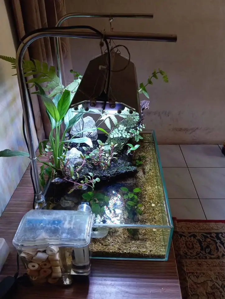 Aquarium aquascape shallow tank