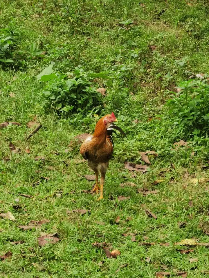 Ayam Kampung Jago Jantan Sehat