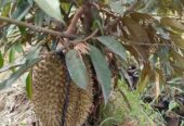 Bibit Durian Okulasi Super Unggul