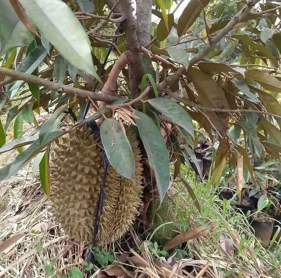 Bibit Durian Okulasi Super Unggul
