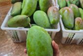 Mangga Kiojay Grosiran Balaraja