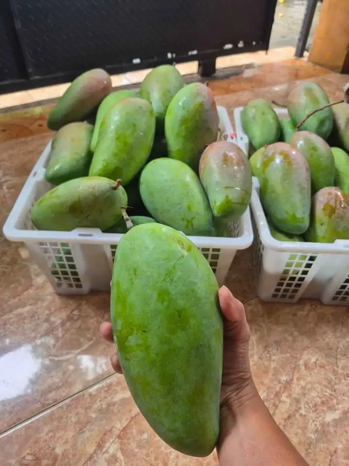 Mangga Kiojay Grosiran Balaraja