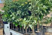 Bibit Durian Okulasi Super Unggul