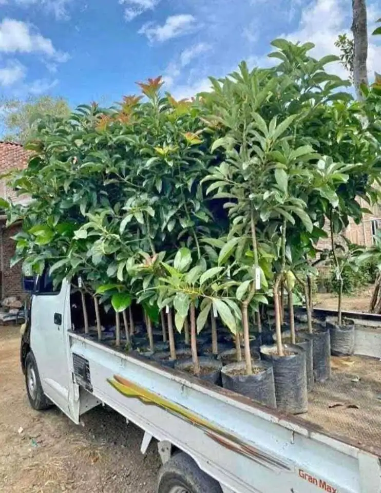 Bibit Durian Okulasi Super Unggul