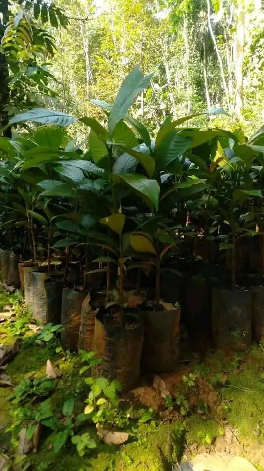 Bibit Manggis Sambung Pucuk Cepat Berbuah