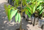 Bibit Durian Okulasi Super Unggul