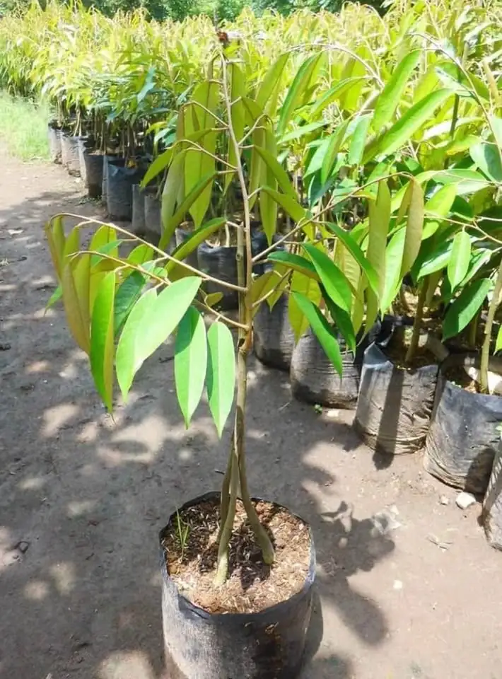 Bibit Durian Okulasi Super Unggul