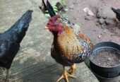 Ayam Kampung Jago Jantan Sehat