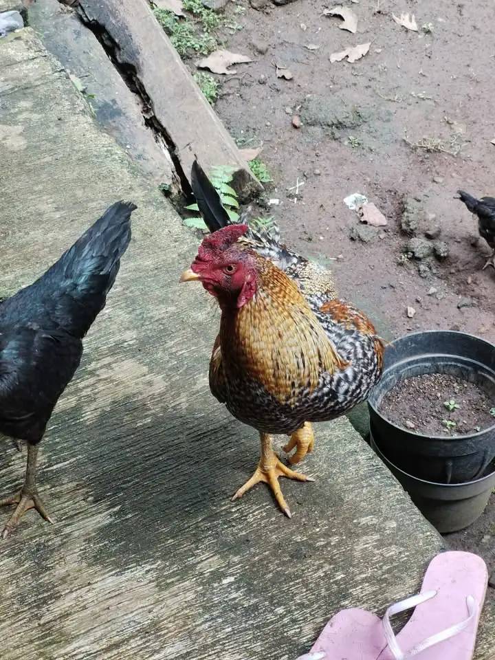 Ayam Kampung Jago Jantan Sehat