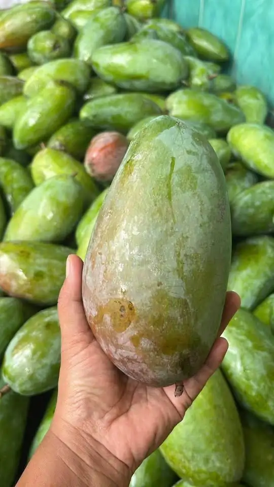 Mangga kiojay mengkal ready