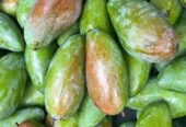 Mangga kiojay mengkal ready