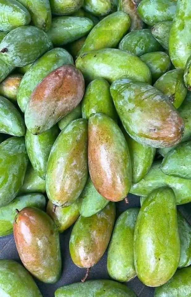 Mangga kiojay mengkal ready