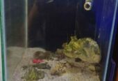 Aquarium air laut