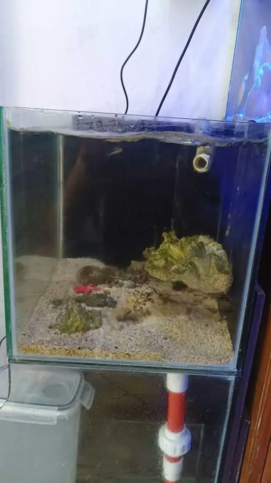 Aquarium air laut