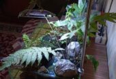Aquarium aquascape shallow tank