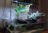Aquarium aquascape shallow tank