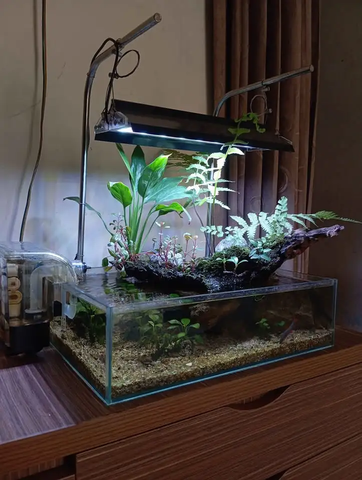 Aquarium aquascape shallow tank
